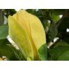 Magnolie 'Yellow Bird'  Magnolia brooklynensis 'Yellow Bird'