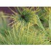 hustokv�t� aurea