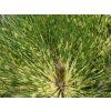Borovice hustokvětá 'Rainbow'  Pinus densiflora 'Rainbow'