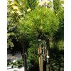 Pinus nigra Cebennensis Nana