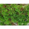 Pinus nigra 'Globosa' (2)