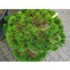 Pinus nigra 'Globosa' (2) kopie