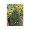Borovice černá 'Zimmer'  Pinus nigra 'Zimmer'