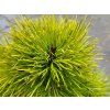 Pinus densiflora 'Meylan Compact' (1)