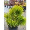 Pinus densiflora 'Meylan Compact' (2)