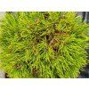 Pinus mugo 'Gr�ne Welle' (2)