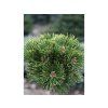 Borovice kleč 'Mars'  Pinus mugo 'Mars'