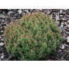 Borovice kleč 'Mini Mini'  Pinus mugo 'Mini Mini'
