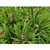 Borovice kleč 'Mini Mini'  Pinus mugo 'Mini Mini'