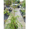 Picea abies 'Finedonensis' (3)