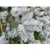 Picea pungens 'Glauca Globosa' (1)