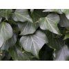 Břečťan popínavý 'Hibernica'  Hedera helix 'Hibernica'