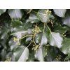 Břečťan popínavý 'Hibernica'  Hedera helix 'Hibernica'