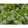 Picea omorika 'Berliner's Weeper' (3)