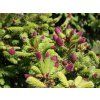 Smrk ztepilý 'Pusch'  Picea abies 'Pusch'