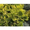 Cypřišek tupolistý 'Aurora'  Chamaecyparis obtusa 'Aurora'