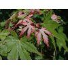 Javor dlanitolistý 'Asahi-Zuru'  Acer palmatum 'Asahi-Zuru'