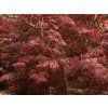 Acer Inaba Shidare
