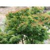 Javor dlanitolistý 'Shishigashira'  Acer palmatum 'Shishigashira'