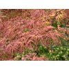 Javor dlanitolistý 'Villa Taranto'  Acer palmatum 'Villa Taranto'