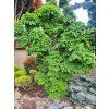 Jírovec maďal 'Monstrosa'  Aesculus hippocastanum 'Monstrosa'