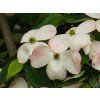 Cornus Stellar Pink