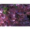 Ruj vlasatá 'Londus' Dusky Maiden®  Cotinus coggygria 'Londus' Dusky Maiden®