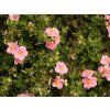 Mochna křovitá 'Pink Paradise' PBR  Potentilla fruticosa 'Pink Paradise' PBR
