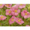 Mochna křovitá 'Pink Paradise' PBR  Potentilla fruticosa 'Pink Paradise' PBR