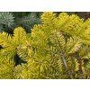 Abies nordmanniana 'Golden Spreader' 1
