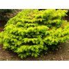 Abies nordmanniana 'Golden Spreader'