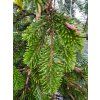Abies nordmanniana 'Pendula' (1)