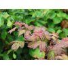 Javor babyka 'Red Shine'  Acer campestre 'Red Shine'