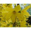Zlatice prostřední 'Lynwood'  Forsythia x intermedia 'Lynwood'