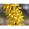 Zlatice prostřední 'Lynwood'  Forsythia x intermedia 'Lynwood'
