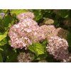 Hortenzie latnatá 'Ren 101' PBR Diamantino  Hydrangea paniculata 'Ren 101' PBR Diamantino