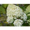 Hortenzie latnatá 'Ren 101' PBR Diamantino  Hydrangea paniculata 'Ren 101' PBR Diamantino