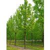 Javor mléč 'Columnare'  Acer platanoides 'Columnare'