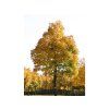 Javor mléč 'Columnare'  Acer platanoides 'Columnare'
