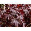Acer Crimon Sentry (1)