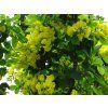 Štědřenec alpský 'Sunspire'  Laburnum alpinum 'Sunspire'