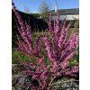 Zmarlika Jidášova  Cercis siliquastrum