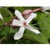 Blahokeř trojmý  Clerodendrum trichotomum