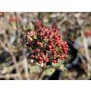 Kalina Burkwoodova 'Anne Russell'  Viburnum x burkwoodii 'Anne Russell'