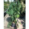 D�ezovec trojtrnn� �Emerald Cascade� (Balen� kontejner C25, Tvar roubov�no na km�nku, v��ka 150-175 cm)
