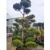 Pinus sylvestris (3)