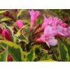 Vajgélie květnatá 'Brigela' PBR French Lace  Weigela florida 'Brigela' PBR French Lace