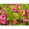Vajgélie květnatá 'Brigela' PBR French Lace  Weigela florida 'Brigela' PBR French Lace