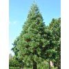 Sekvojovec obrovský 'Glaucum'  Sequoiadendron giganteum 'Glaucum'