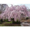 pendula plena2